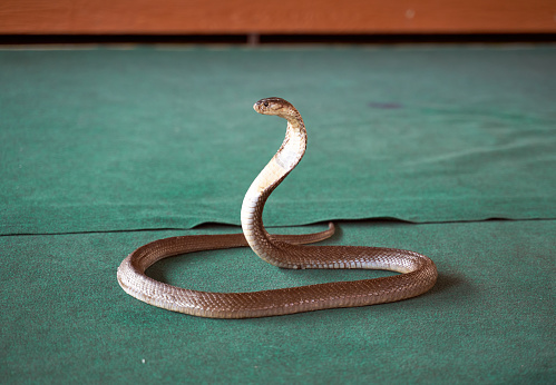ALEMÁN FUE PICADO POR UNA COBRA EN UN ESPECTÁCULO DE SERPIENTES Y MUERE