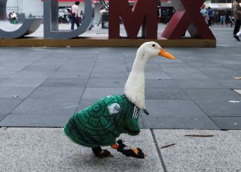 MERLÍN, EL PATO VIRAL, YA ES EMBAJADOR DE FIFA EN EL MUNDIAL EN CDMX
