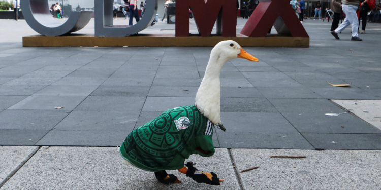 MERLÍN, EL PATO VIRAL, YA ES EMBAJADOR DE FIFA EN EL MUNDIAL EN CDMX