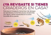*Sonora con seis semanas sin casos positivos de dengue