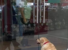 Perrito espera pacientemente a su dueño afuera del banco.