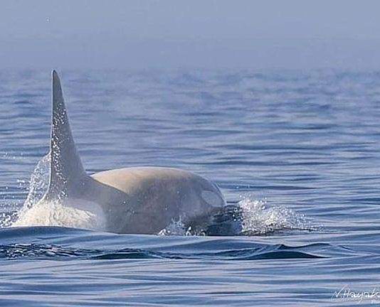 Se da un raro avistamiento de dos orcas blancas cerca de la costa de Hokkaido, Japón